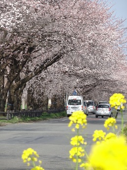 桜並木と歩道の菜の花の画像