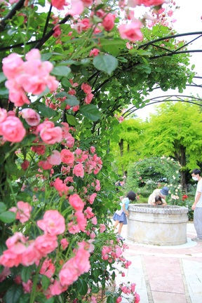 ピンク色のバラが咲く庭園の画像
