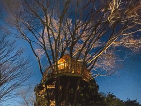 木の上の見晴らし台「森の語り場」の画像