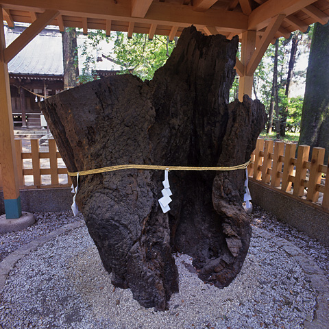 生品神社の古木