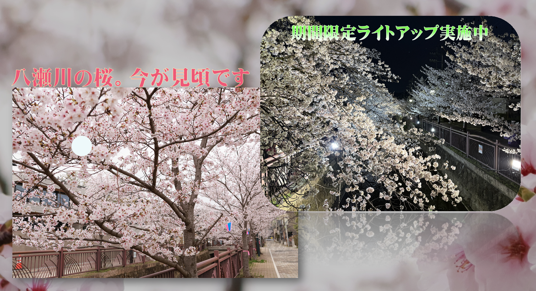 八瀬川の桜ライトアップ