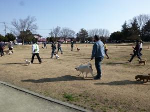 犬のしつけ方教室の画像