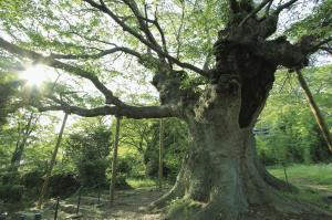 金山の大ケヤキ