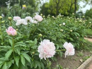 エアリスの小さな森公園_令和6年5月1日_開花状況1