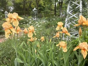 エアリスの小さな森公園_令和6年5月1日_開花状況2