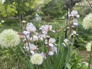 エアリスの小さな森公園_令和6年5月1日_開花状況3