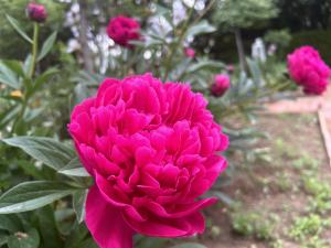 エアリスの小さな森公園_令和6年5月1日_開花状況5