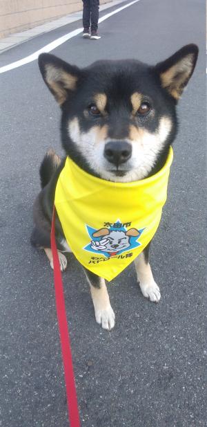 九合地区のわんわん隊