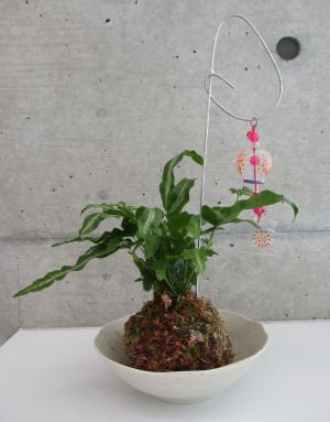 苔玉見本