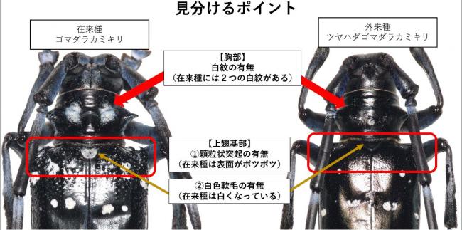 ツヤハダ見分け方
