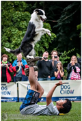 ドッグショー2