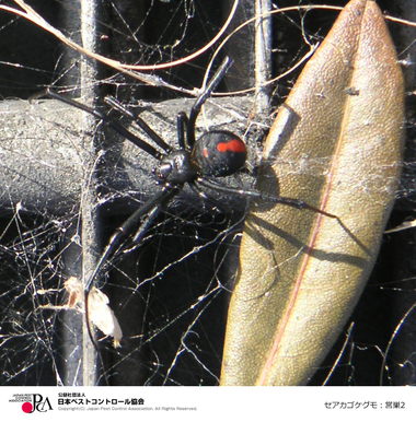 セアカゴケグモ生息地の画像1枚目