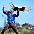 ドッグパフォーマンスショー