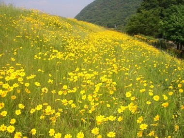 オオキンケイギクに覆われた土手（環境省提供）の画像