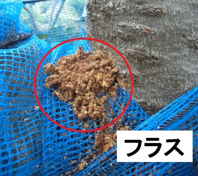 棒状（かりんとう状）に排出されるフラスの画像