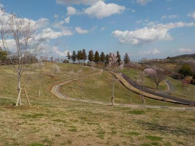 八王子山公園のサクラ_2026年3月27日時点_その2