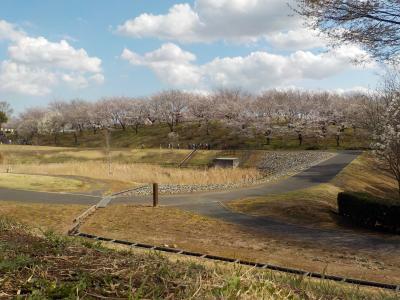 八王子山公園のサクラ_2026年3月27日時点_その2