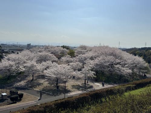 公園内桜３
