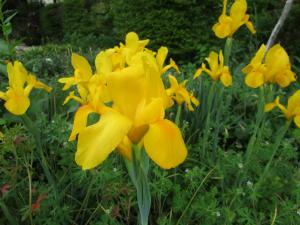 ジャーマンアイリス黄色