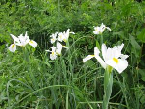 ジャーマンアイリス白