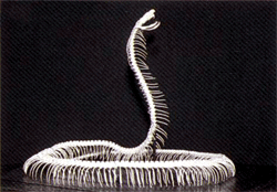 蛇の骨の画像