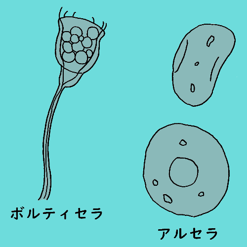 ボルティセラとアルセラ（下水処理場の微生物）の画像