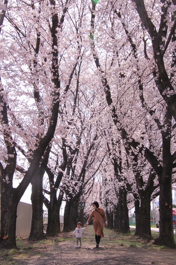 桜並木を歩く親子の画像