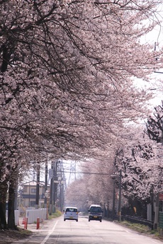 桜が咲き誇る街道の画像