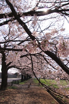 歩道から見上げる桜並木の画像
