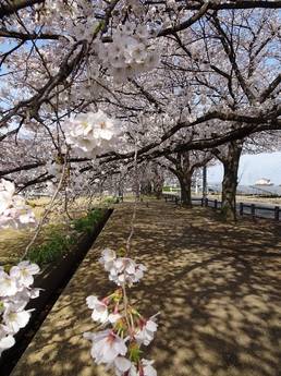 歩道から見る桜並木の画像