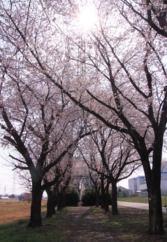 光に照らされる桜並木の画像