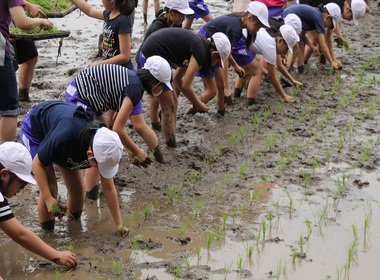 田植え写真