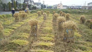 太田伝統稲刈り・稲干しの画像