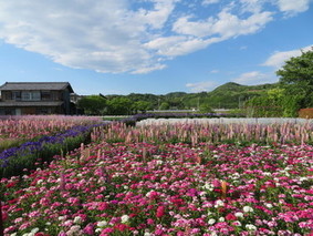 地域に親しまれているお花畑の画像