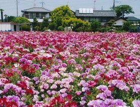 新田の花咲じいちゃんの花畑と周辺の画像