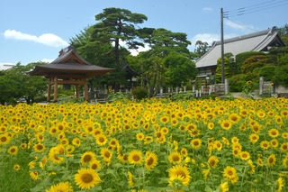 鐘楼堂とひまわり畑の画像