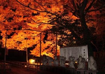 11．秋の夜長に（撮影場所7）の画像