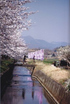 17．春爛漫（撮影場所12）の画像