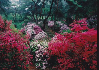 28．東山公園ツツジの小径（撮影場所19）の画像