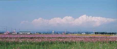 30．盛秋の花トピア（撮影場所21）の画像