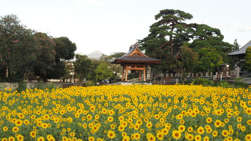 第6回太田市景観賞「賞」長運寺【鐘楼堂とひまわり畑】の画像1