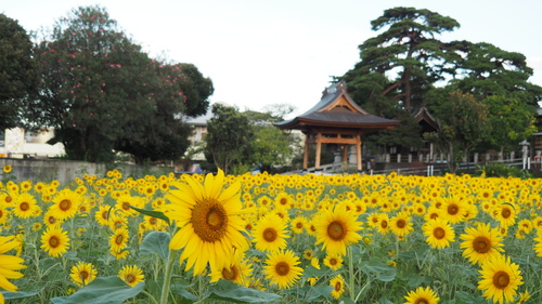 第6回太田市景観賞「賞」長運寺【鐘楼堂とひまわり畑】の画像2