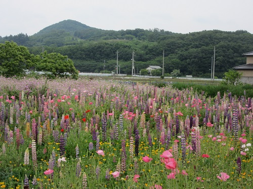 令和2年5月26日に撮影した高島さんの花畑の画像その１