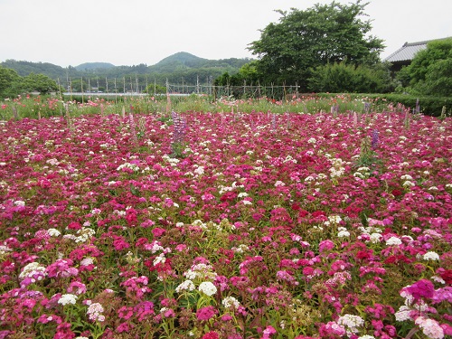 令和2年5月26日に撮影した高島さんの花畑の画像その２