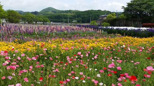 令和元年5月6日に撮影した高島さんの花畑の画像その１