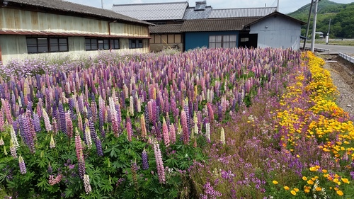 令和元年5月6日に撮影した高島さんの花畑の画像その２