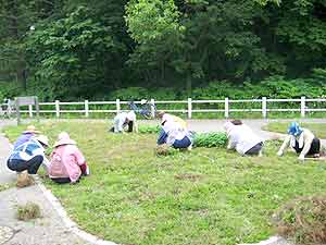 かたくりの里除草作業