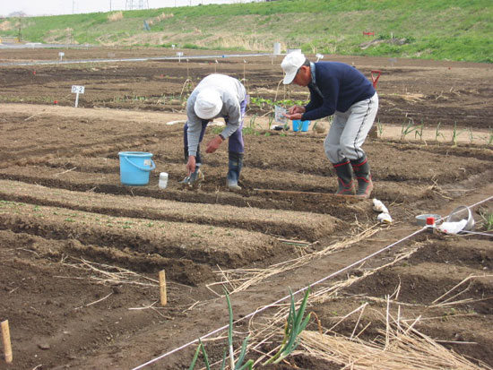 市民農園農作業