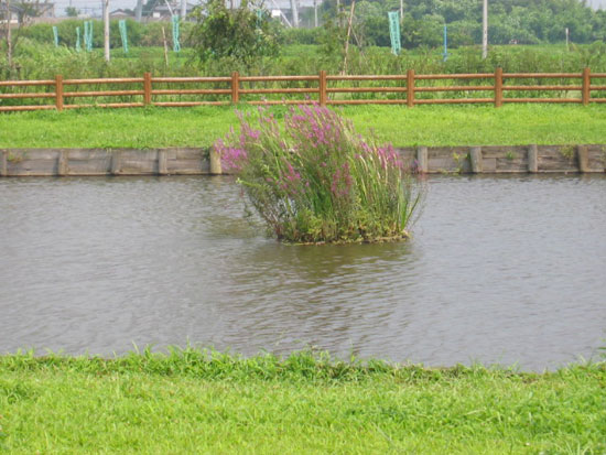 釣り池の浮島