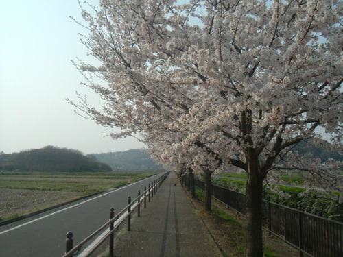 さくらロード幹線の桜1